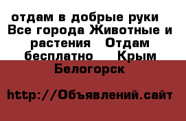 отдам в добрые руки - Все города Животные и растения » Отдам бесплатно   . Крым,Белогорск